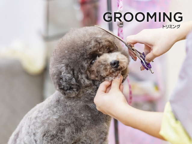 Dog Salon Anew (ドッグサロン アニュー) GROOMING トリミング 大阪府門真市、大日にあるトリミングサロン＆ペットホテル