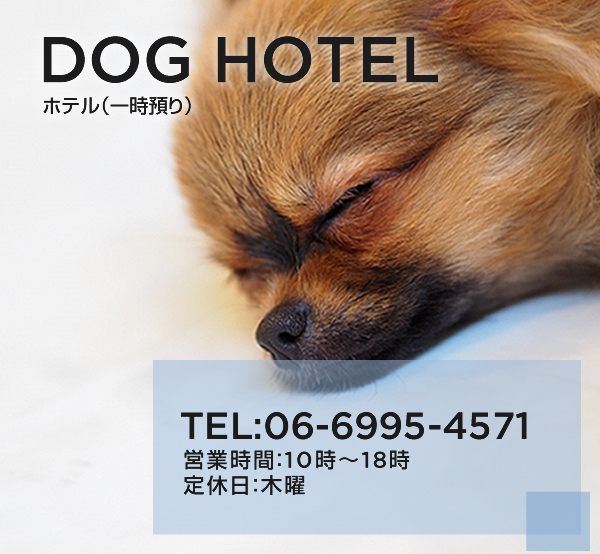 Dog Salon Anew (ドッグサロン アニュー) HOTEL ホテル 大阪府門真市、大日にあるトリミングサロン＆ペットホテル